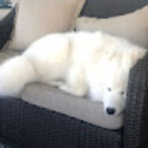 Meet your Posher, Bill